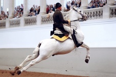 Die Lipizzaner - Könige und Krieger