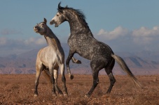 Die Lipizzaner - Könige und Krieger