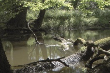 Universum: Fluss ohne Grenzen - Auenwildnis an der March