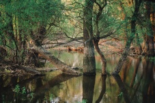 Universum: Fluss ohne Grenzen - Auenwildnis an der March