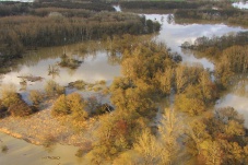 Universum: Fluss ohne Grenzen - Auenwildnis an der March